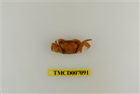 藏品(德氏仿厚蟹)的圖片